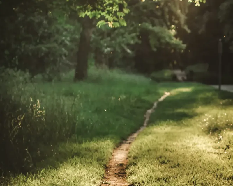 Sunlight along a green woodland path.